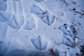 Duck Prints